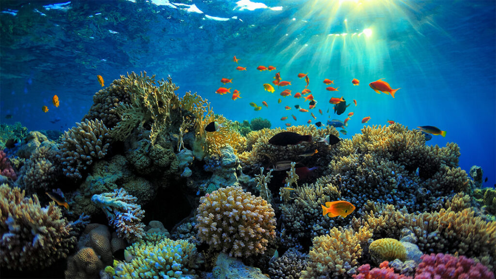 Phu Quoc diving tour: Unveiling Vietnam’s hidden marine wonderland
