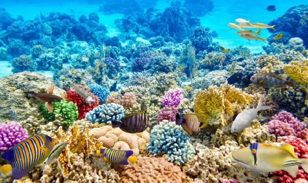 Phu Quoc diving tour: Unveiling Vietnam’s hidden marine wonderland