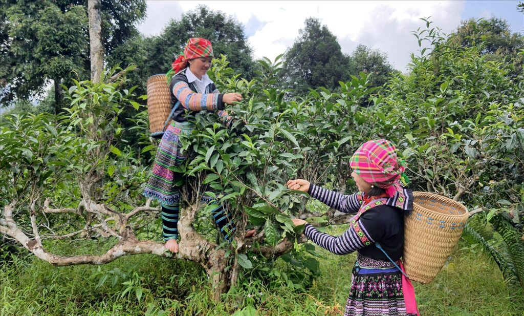 Tour Vietnamese tea tasting: A journey into Vietnam’s rich tea culture