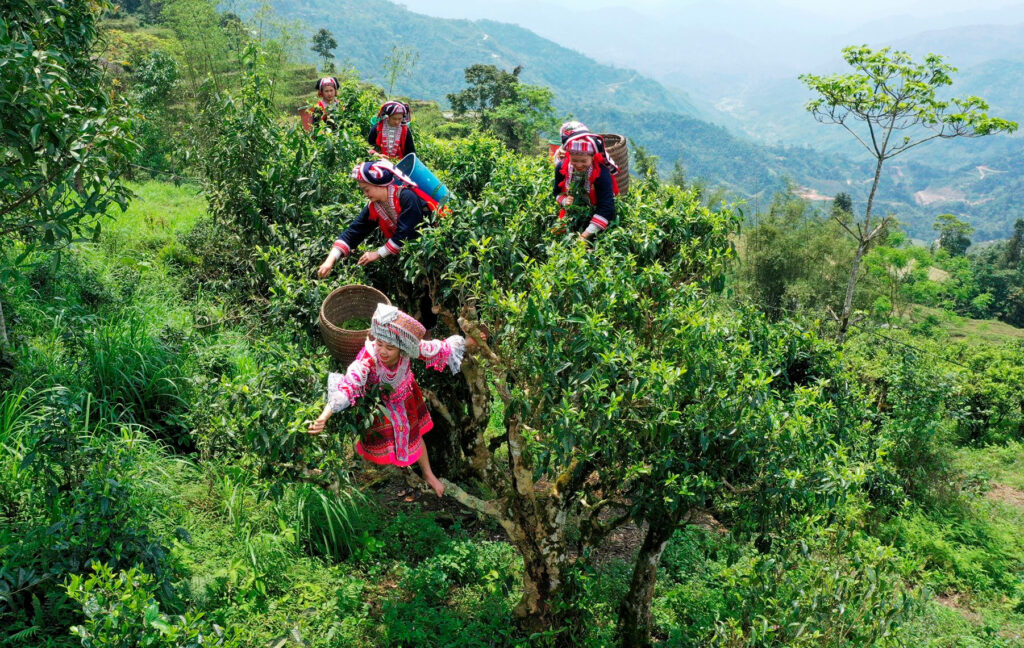 Tour Vietnamese tea tasting: A journey into Vietnam’s rich tea culture