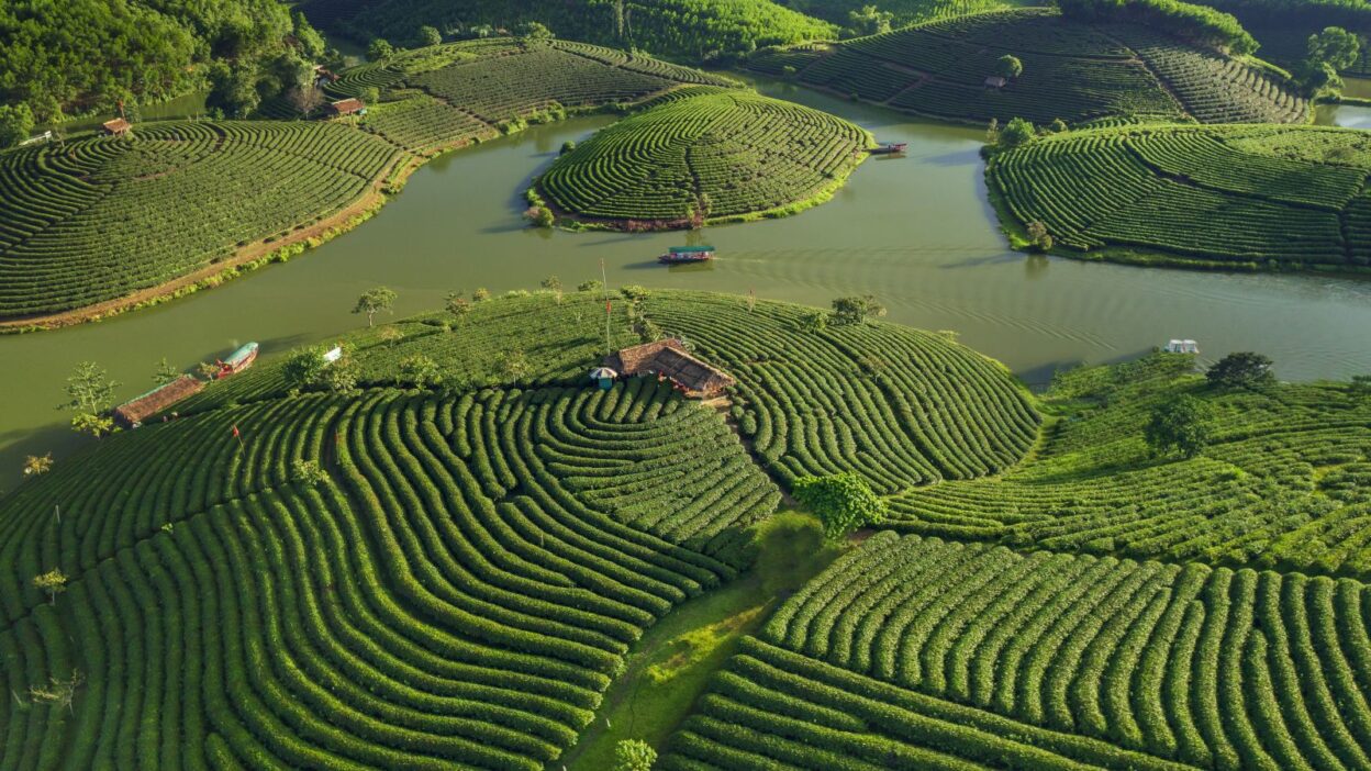 Tour Vietnamese tea tasting: A journey into Vietnam’s rich tea culture