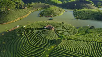 Tour Vietnamese tea tasting: A journey into Vietnam’s rich tea culture