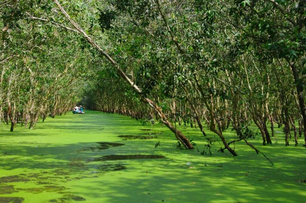 Vietnam jungle tour: The ultimate guide to exploring the untouched wilderness