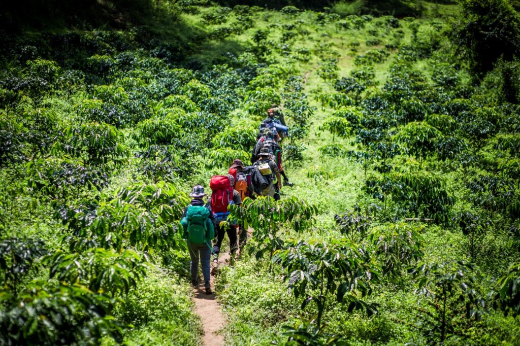 Vietnam jungle tour: The ultimate guide to exploring the untouched wilderness